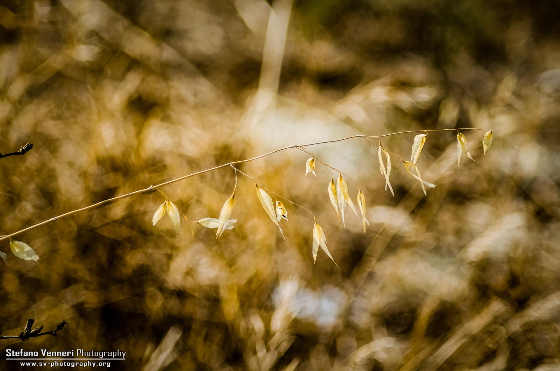 Natural Pattern