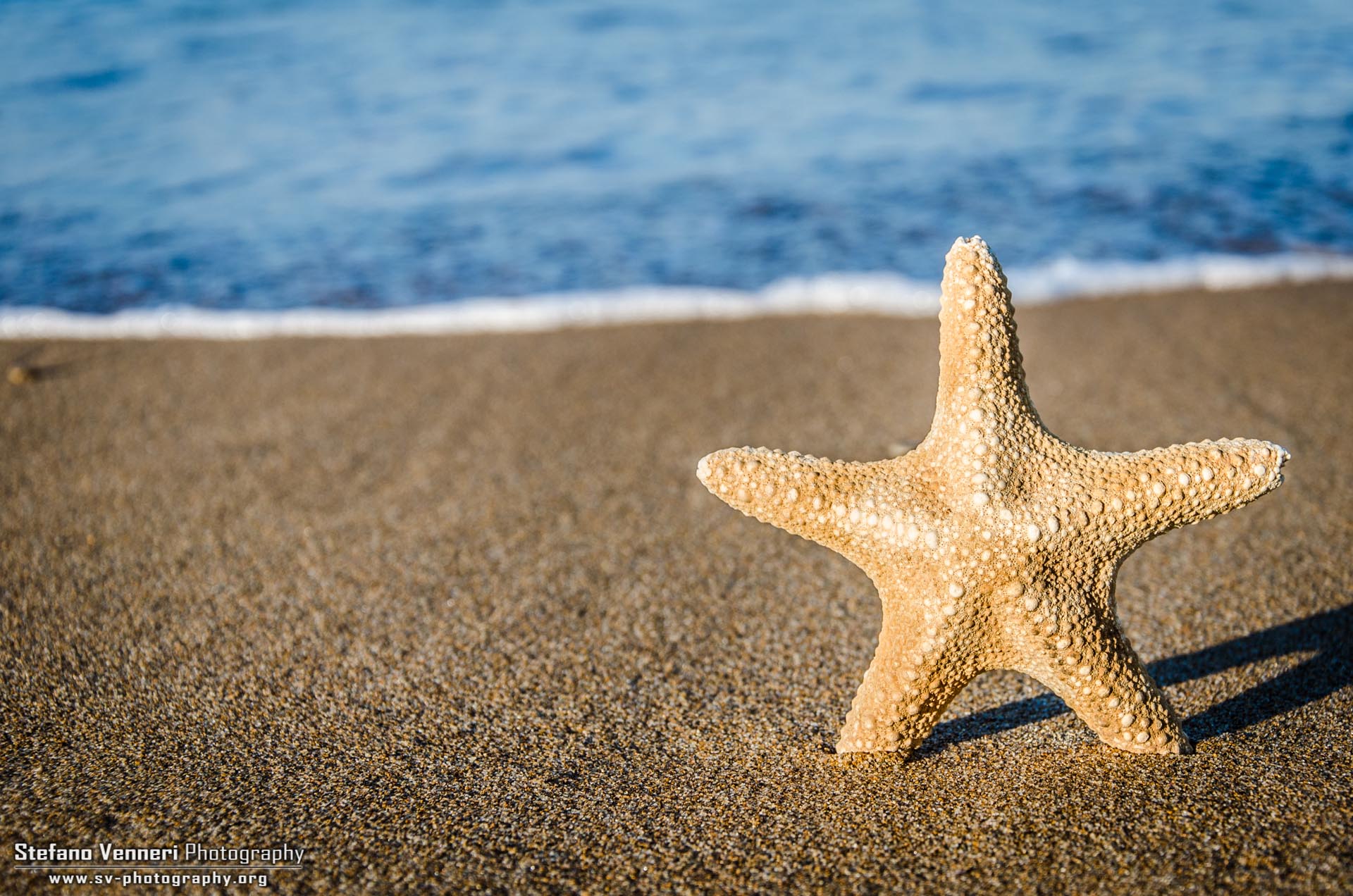 Starfish