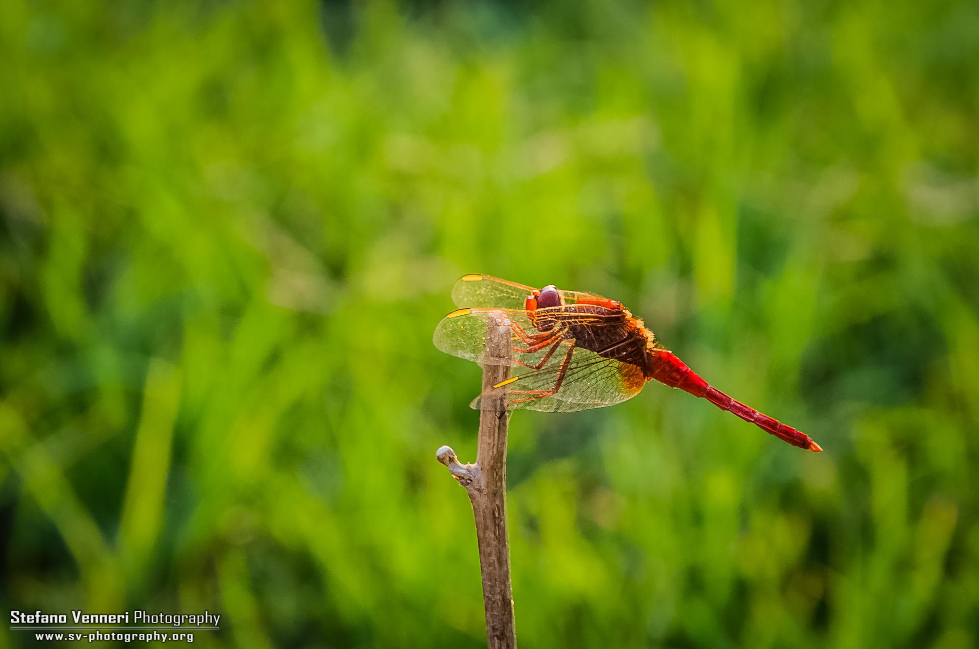 Dragonfly