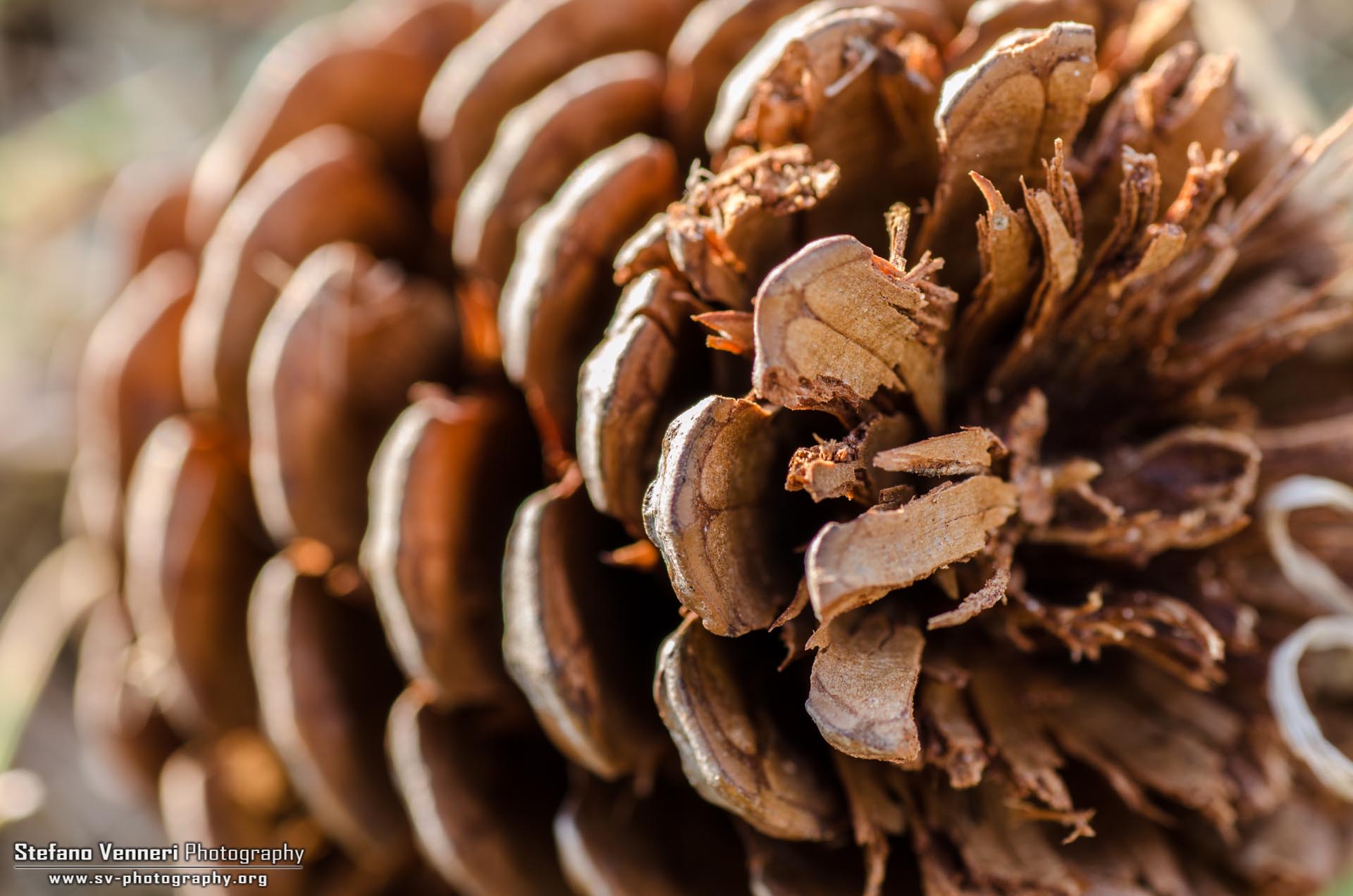 Pine cone