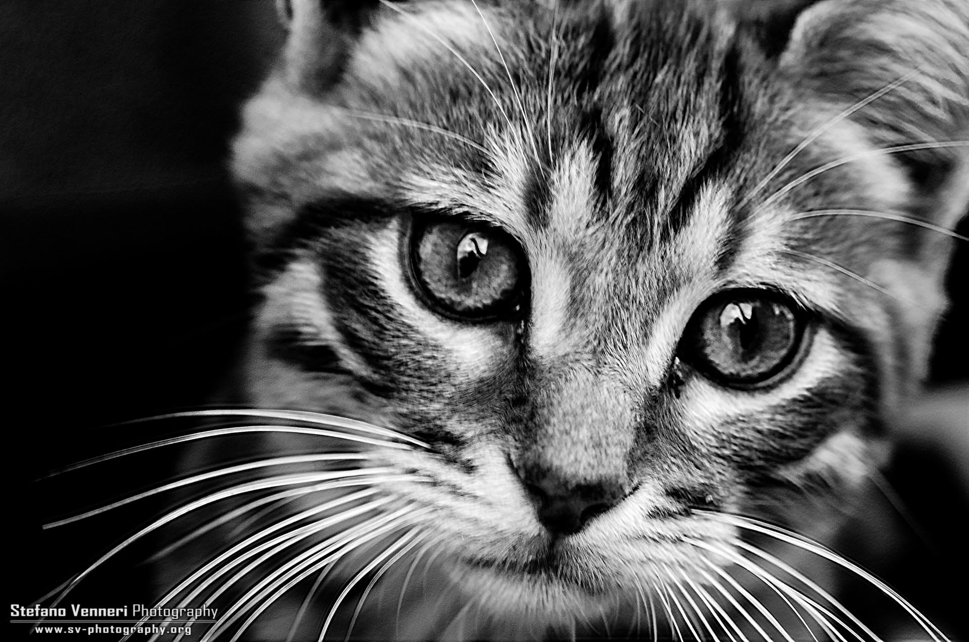 Cats - Oscar