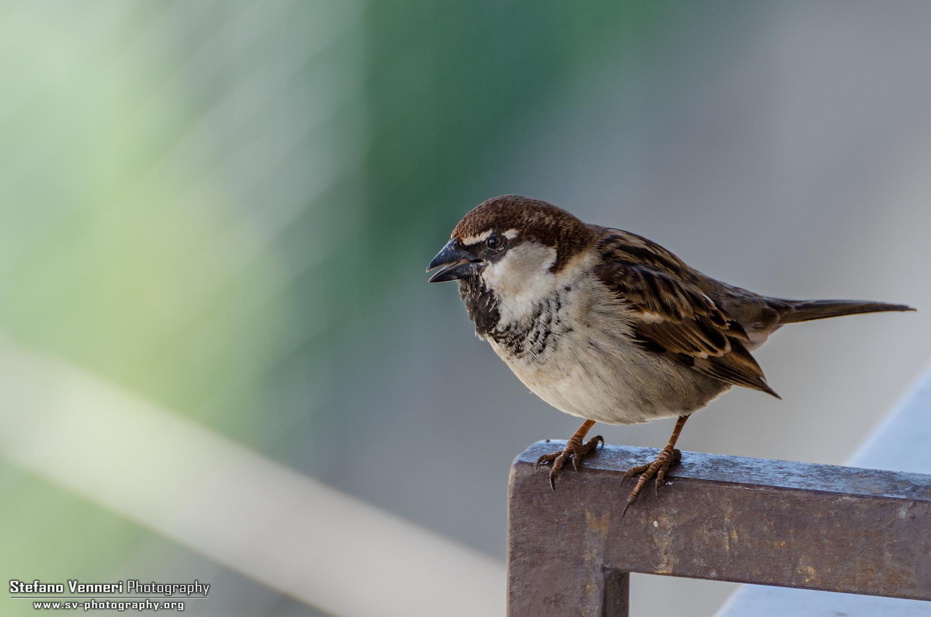 Sparrow