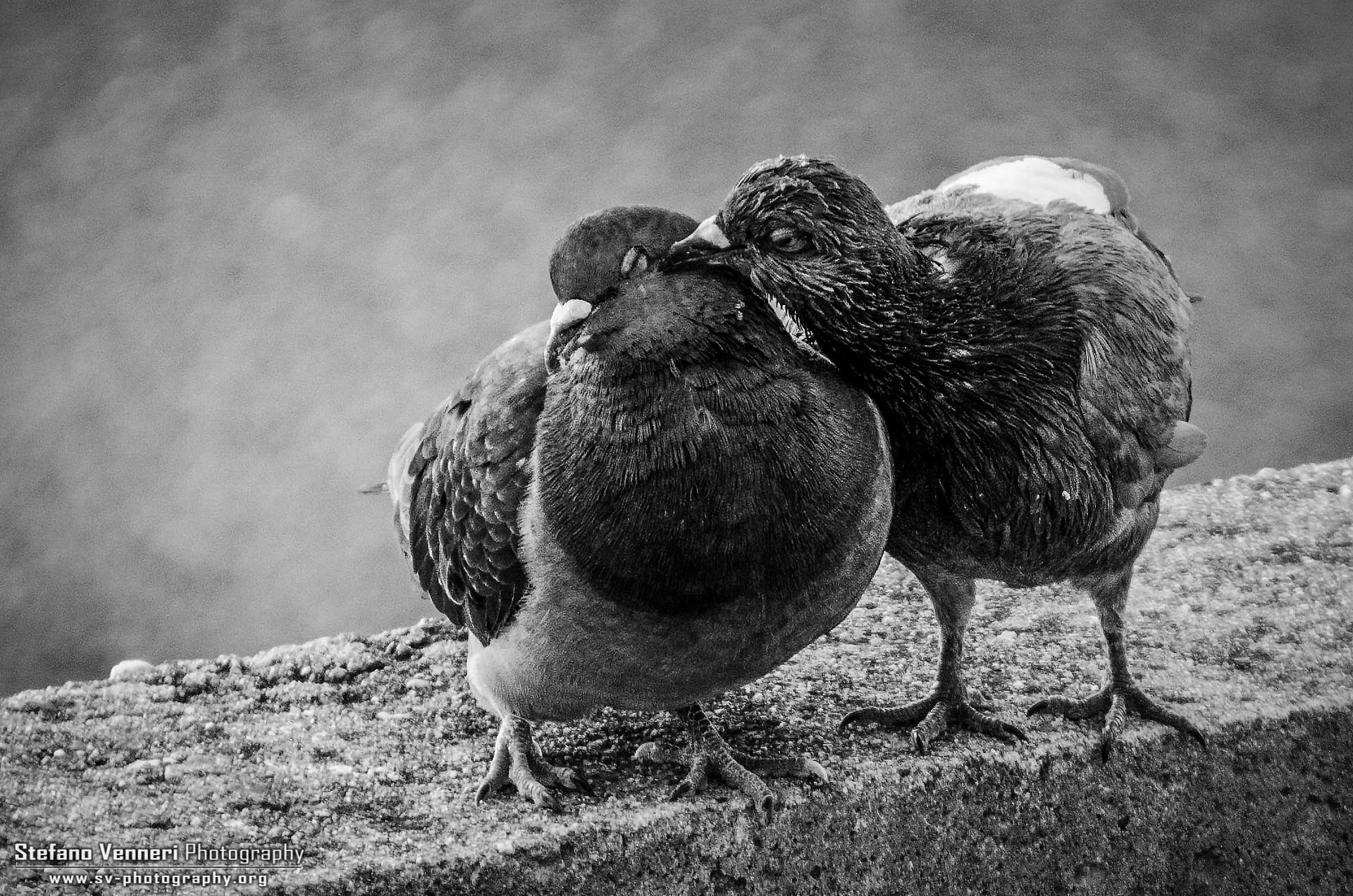 Pidgeons in love