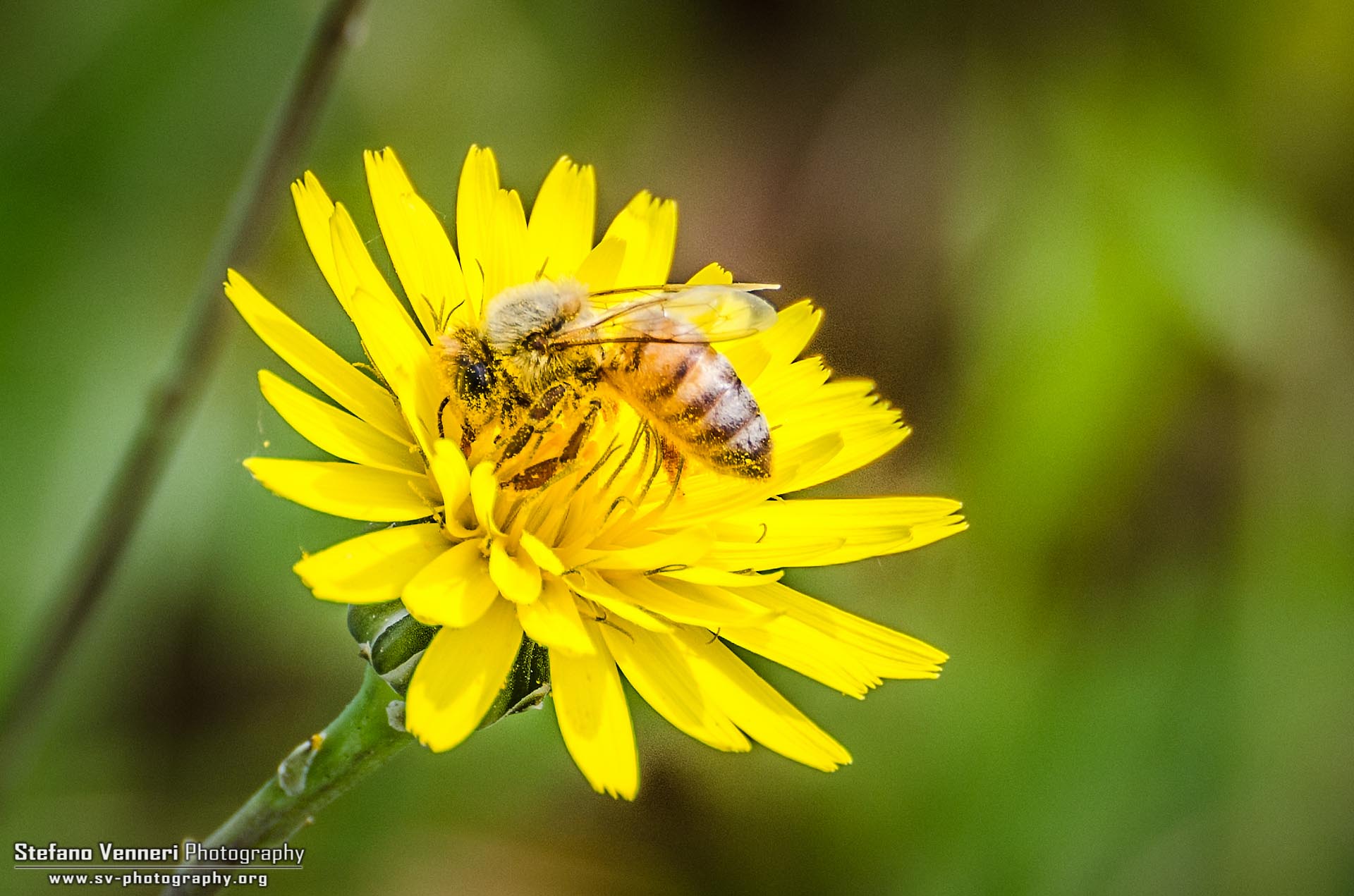 Bee