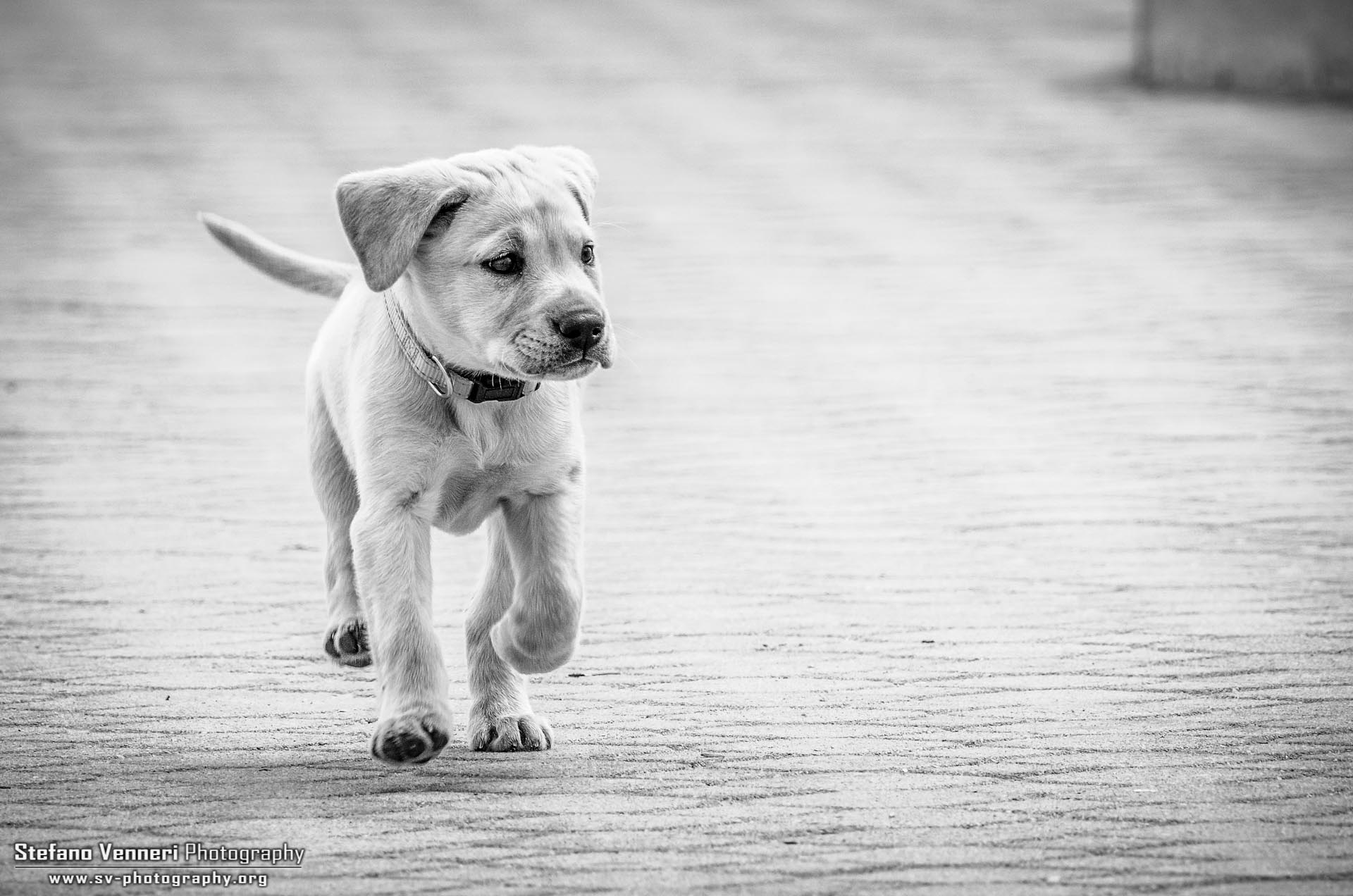 Dogs - Daisy