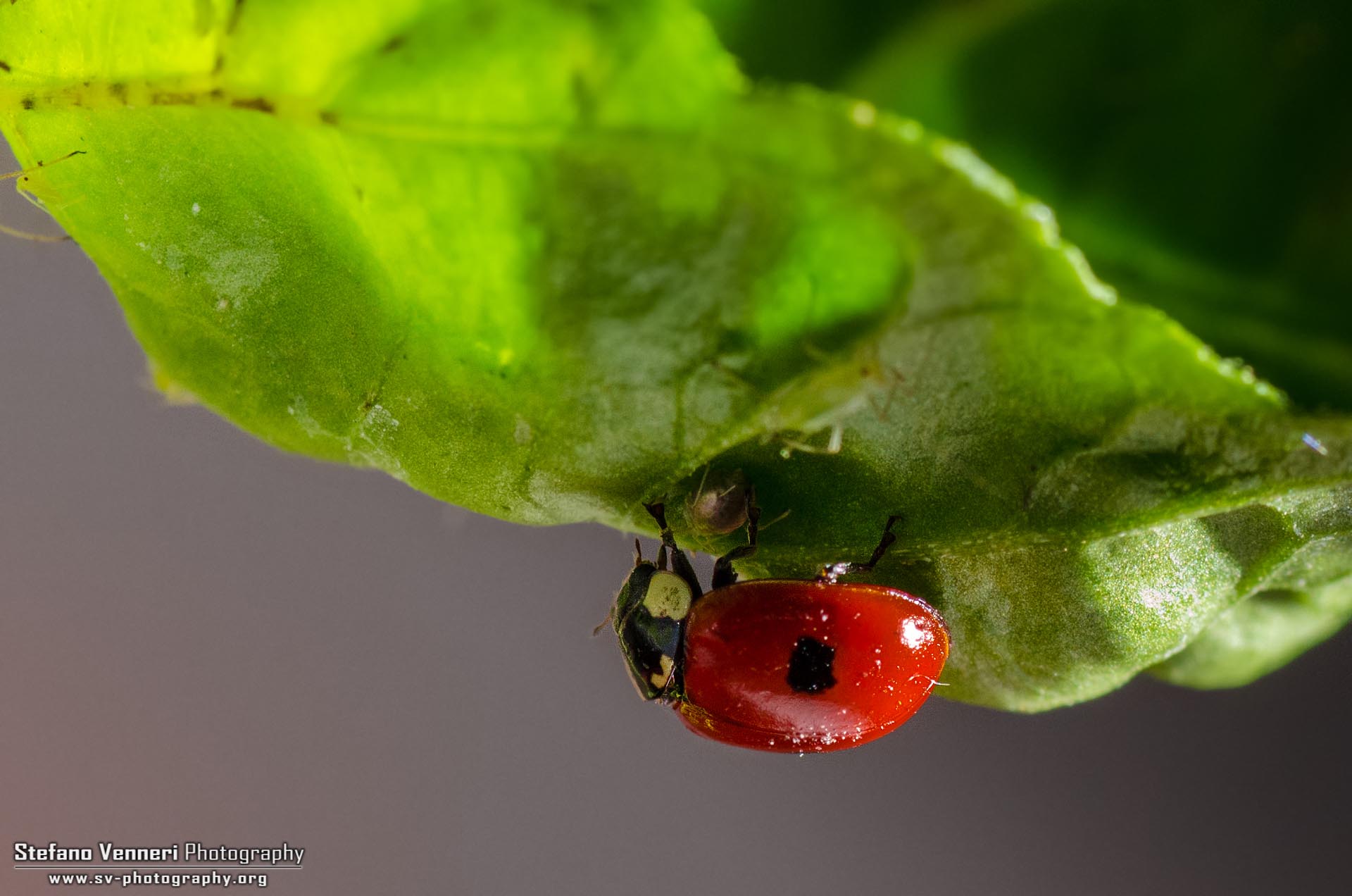 Adalia Bipunctata