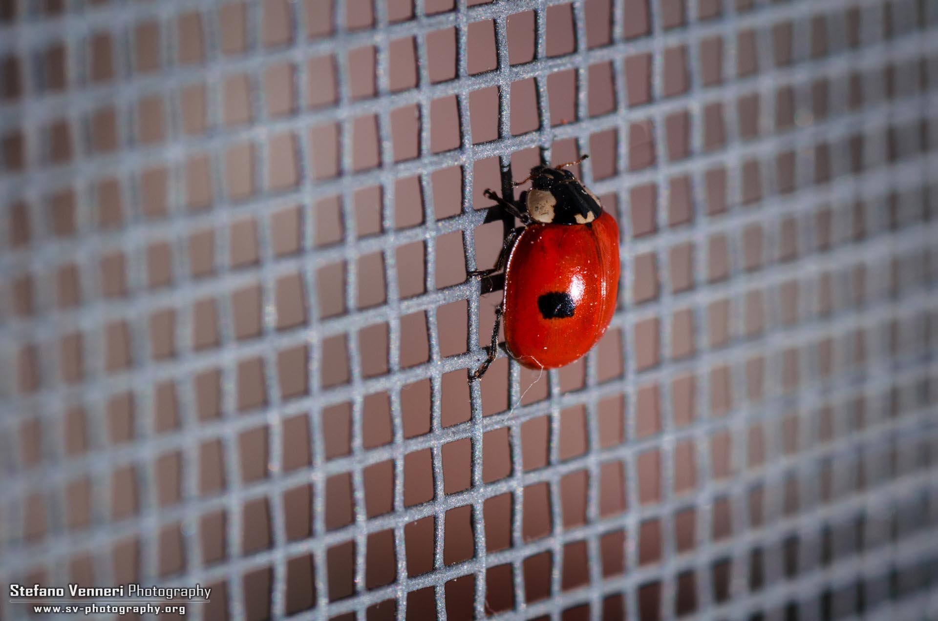 Adalia Bipunctata